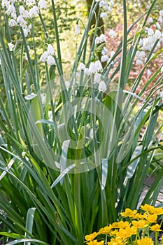 Summer snowflake, Leucojum aestivum, plants with pending white flowers